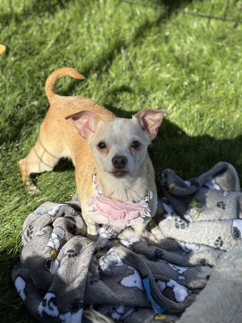 ETHEL - Chihuahua available for adoption