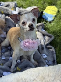 Ethel - Photo 3