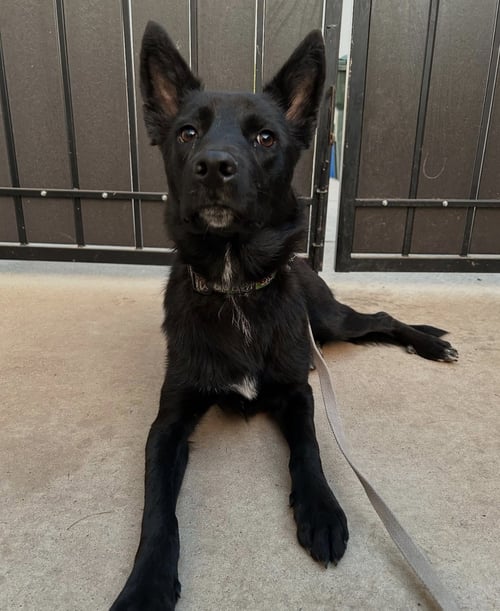 KABOB - Border Collie / Australian Shepherd available for adoption