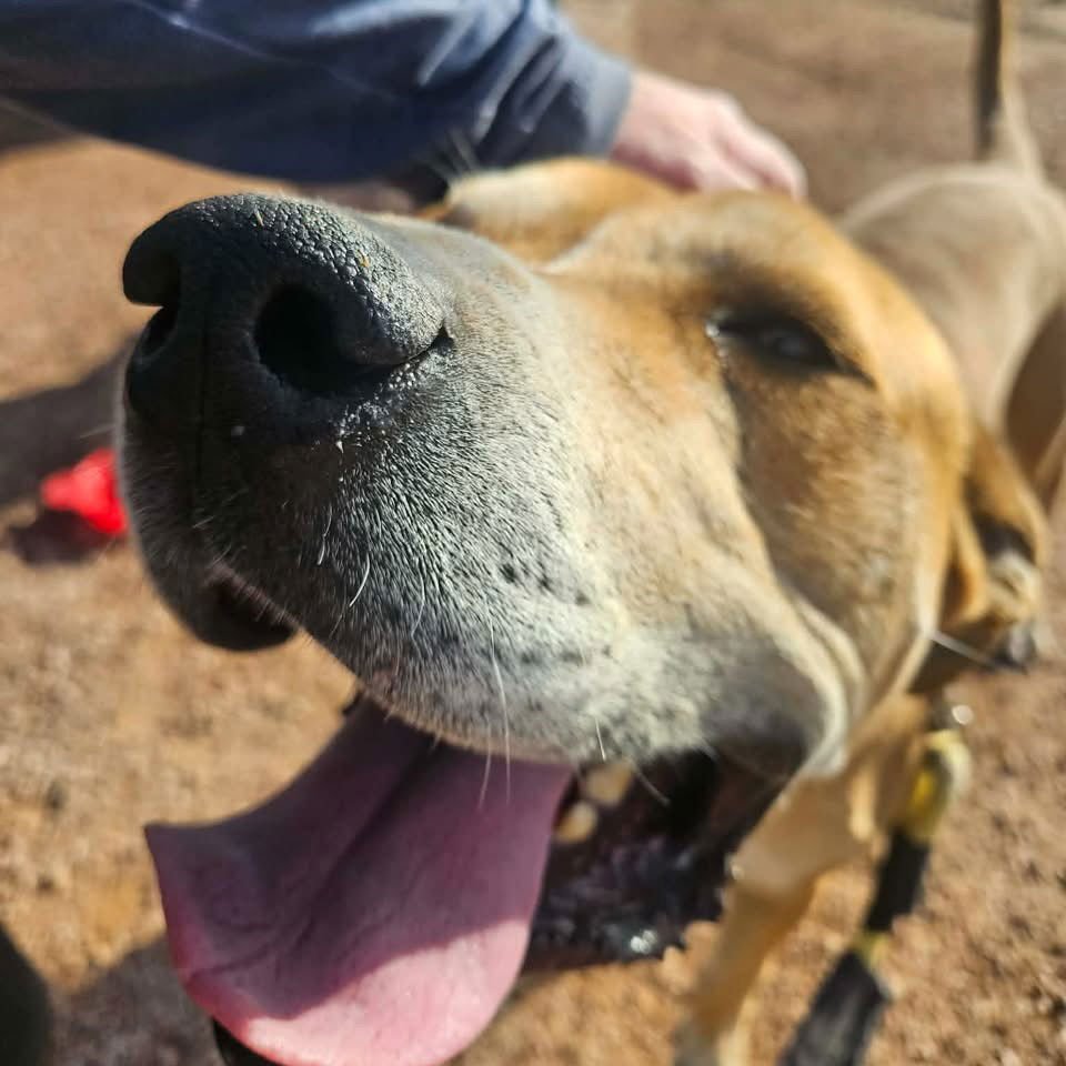SAMPSON - Labrador Retriever / Rhodesian Ridgeback available for adoption