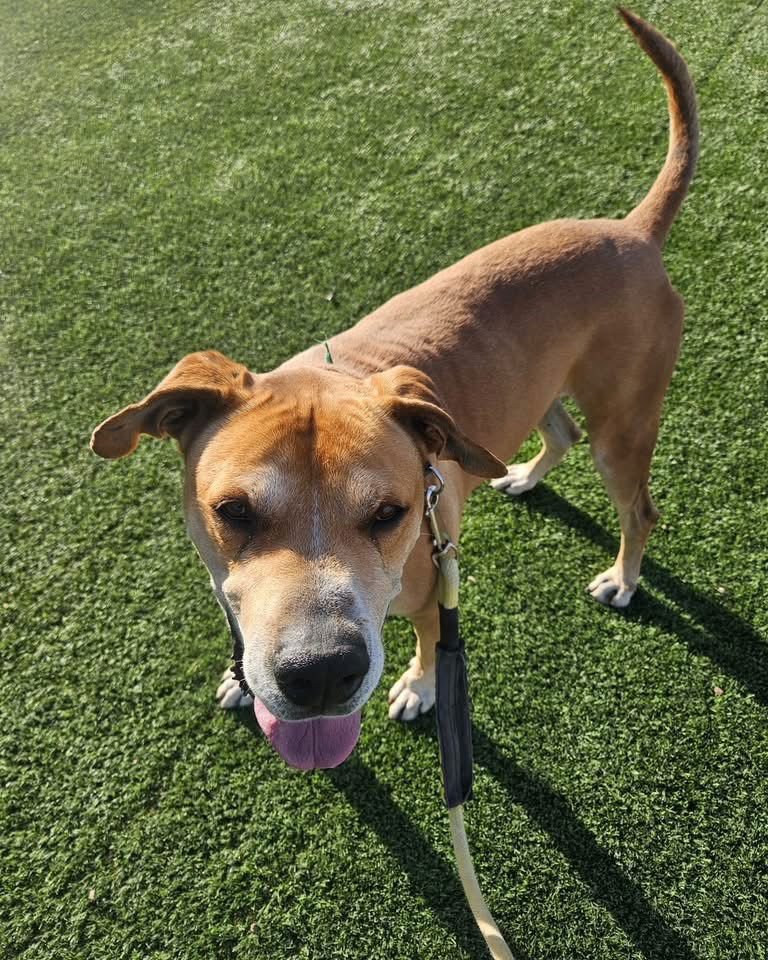 SAMPSON - Labrador Retriever / Rhodesian Ridgeback available for adoption