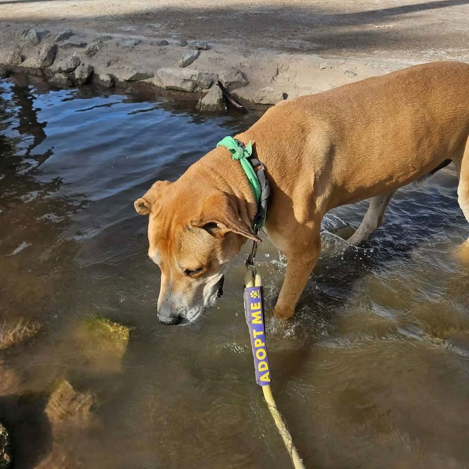 Sampson - Photo 4