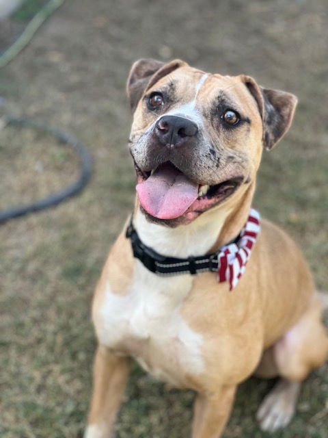 OUTLAW - American Staffordshire Terrier / Mastiff available for adoption