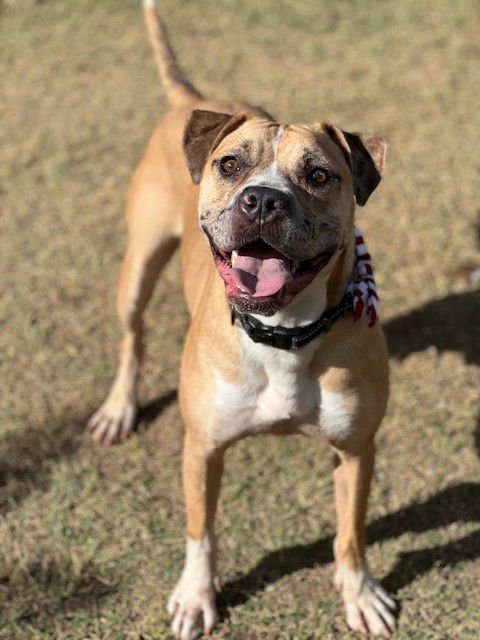 OUTLAW - American Staffordshire Terrier / Mastiff available for adoption