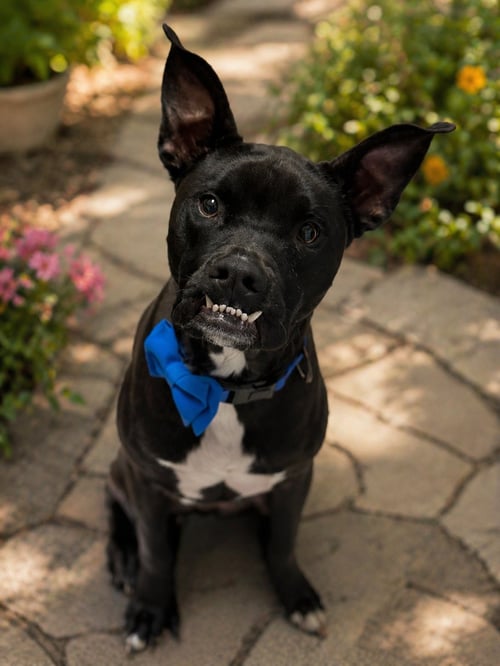 ROCCO - American Staffordshire Terrier / Boston Terrier available for adoption