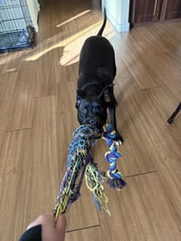 Rocco - Photo 4