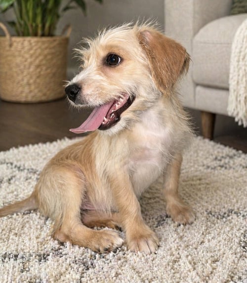 NINI - Terrier available for adoption