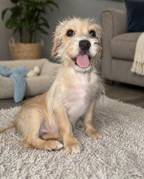 NINI - Terrier available for adoption