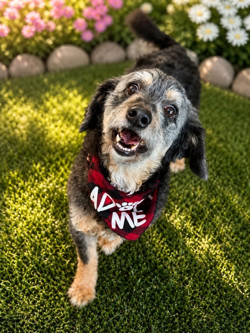 SMOKEY - Poodle (Miniature) / Cockapoo available for adoption