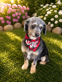 Smokey - Photo 4