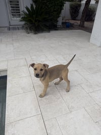 Luna - Photo 1