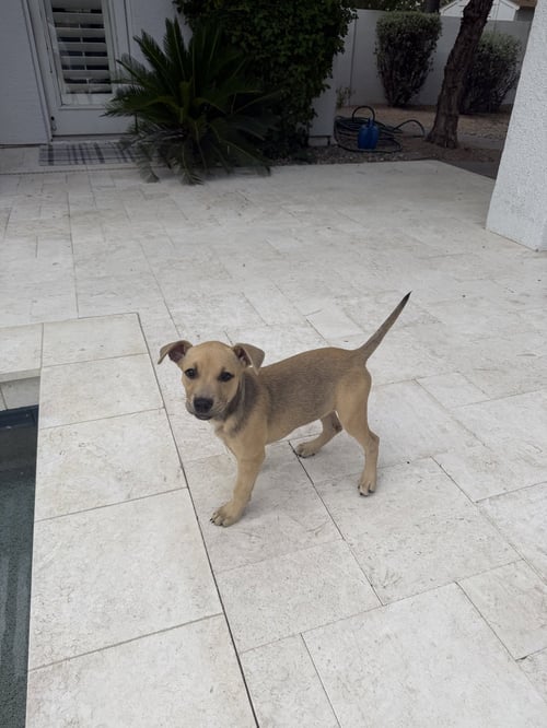 LUNA - Labrador Retriever / American Pit Bull Terrier available for adoption