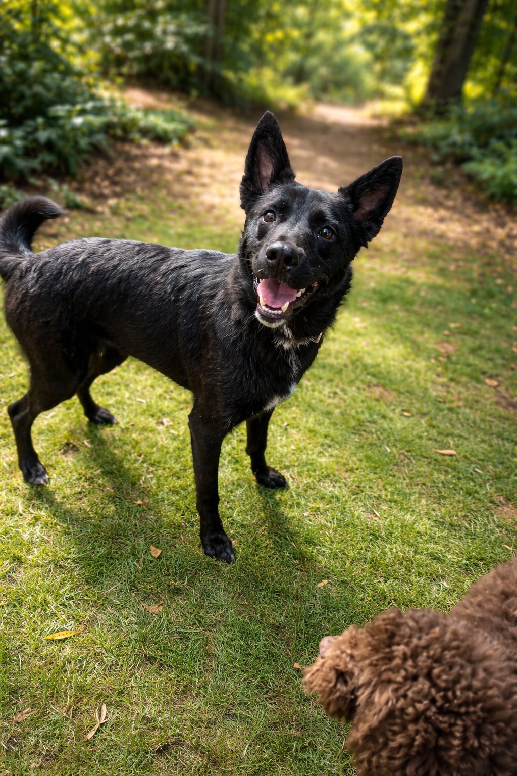 KABOB - Border Collie / German Shepherd Dog available for adoption