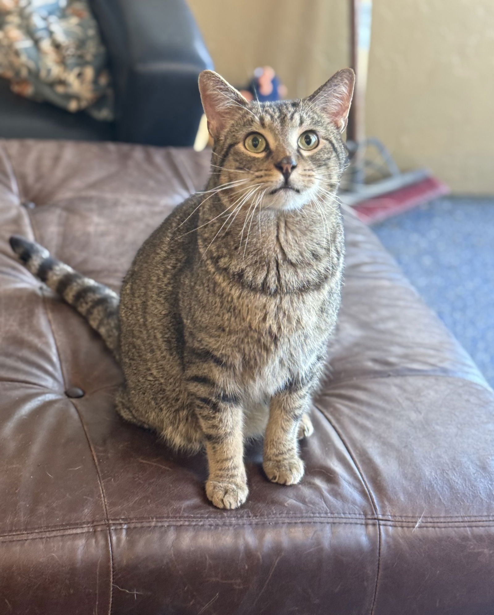LUCIANO - Domestic Short Hair / Tabby available for adoption