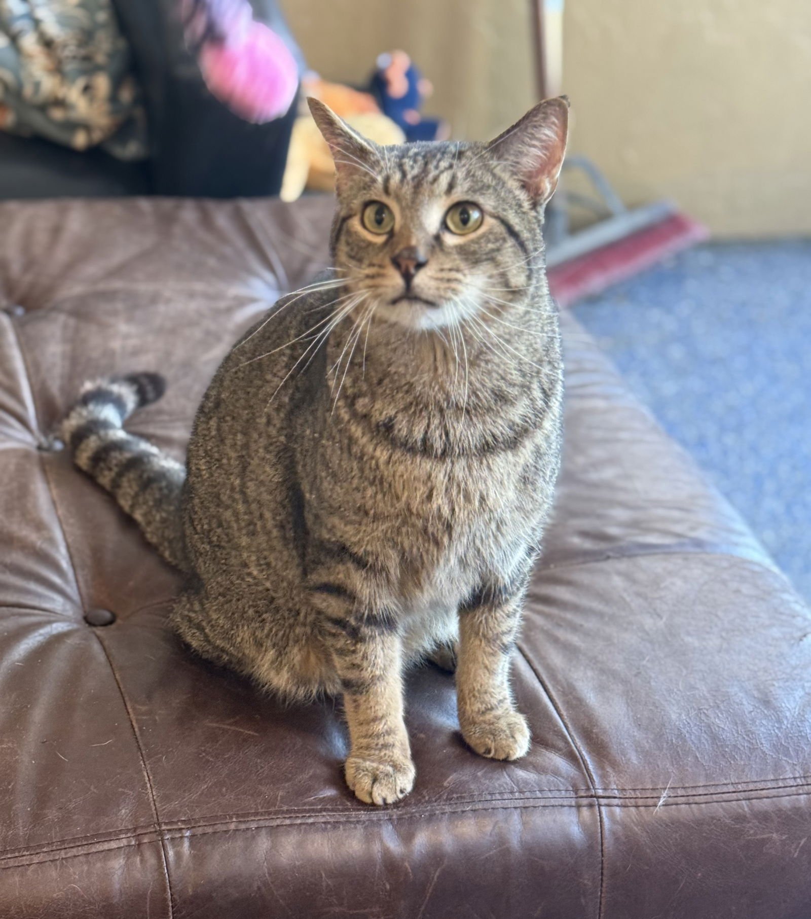 LUCIANO - Domestic Short Hair / Tabby available for adoption
