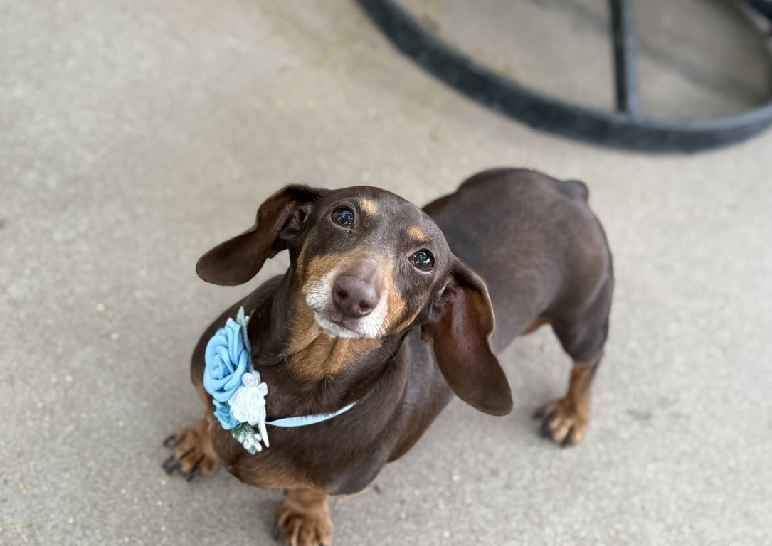 Molly Image