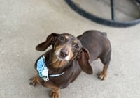 Molly - Photo 1