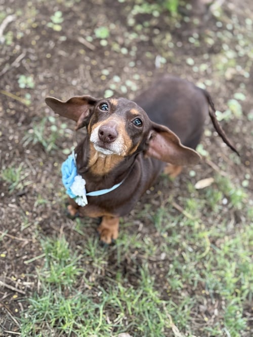 MOLLY - Dachshund available for adoption