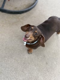 Molly - Photo 3