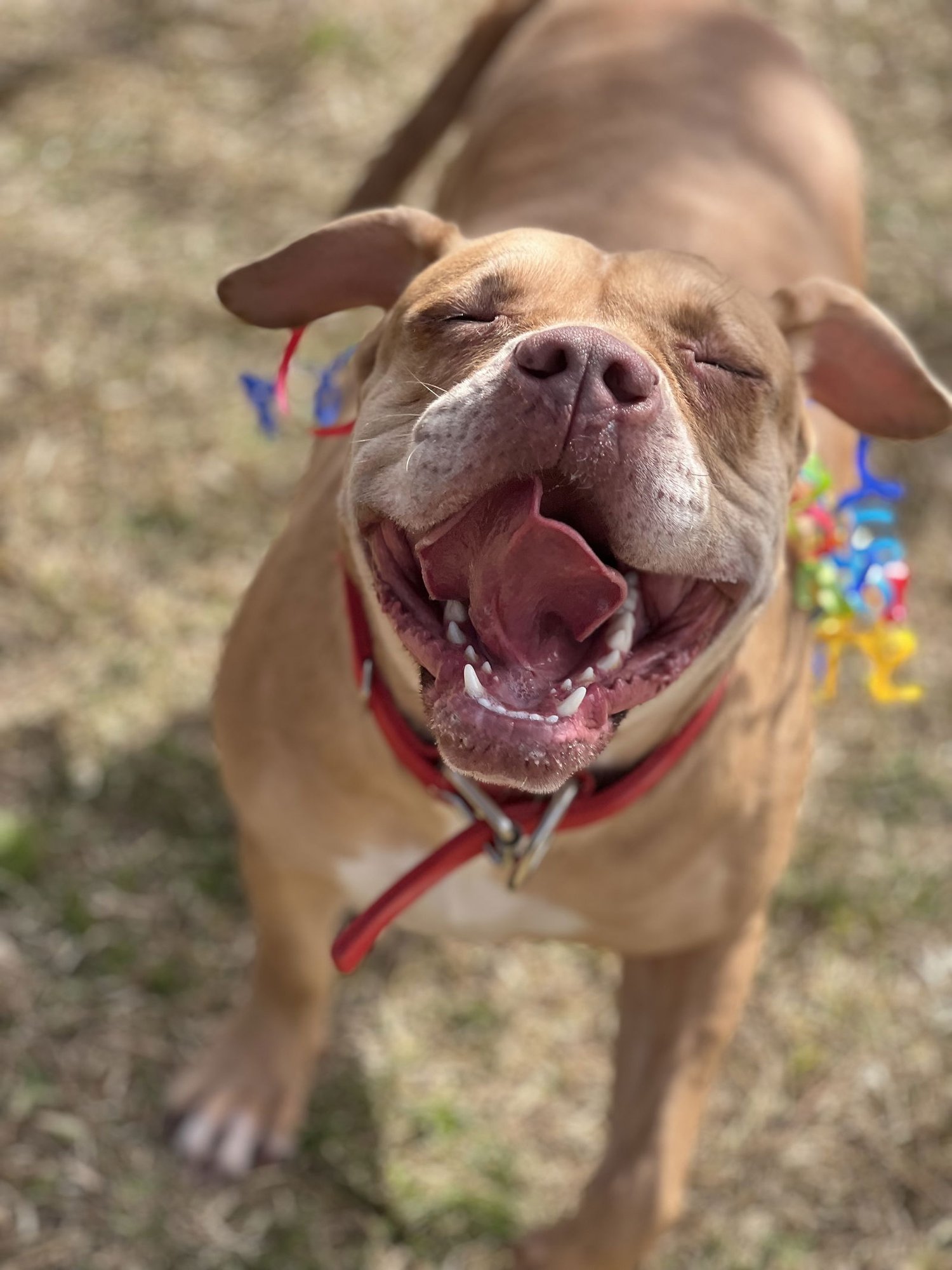 SPICE - American Staffordshire Terrier available for adoption