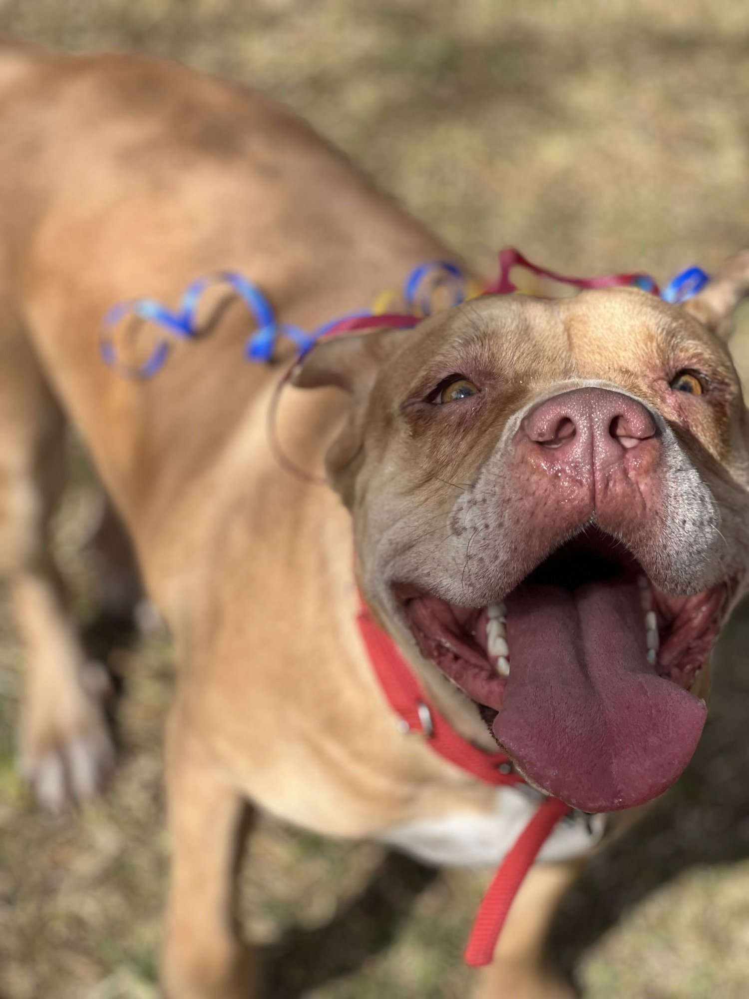 SPICE - American Staffordshire Terrier available for adoption