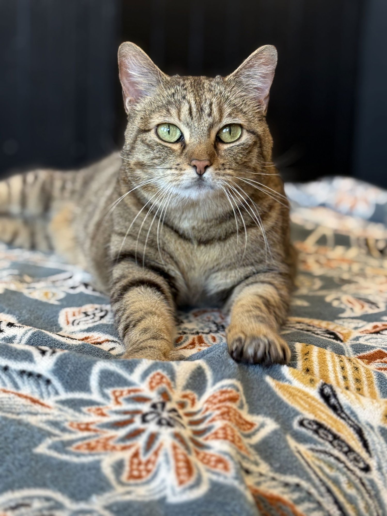 BAT GIRL - Domestic Short Hair / Tabby available for adoption