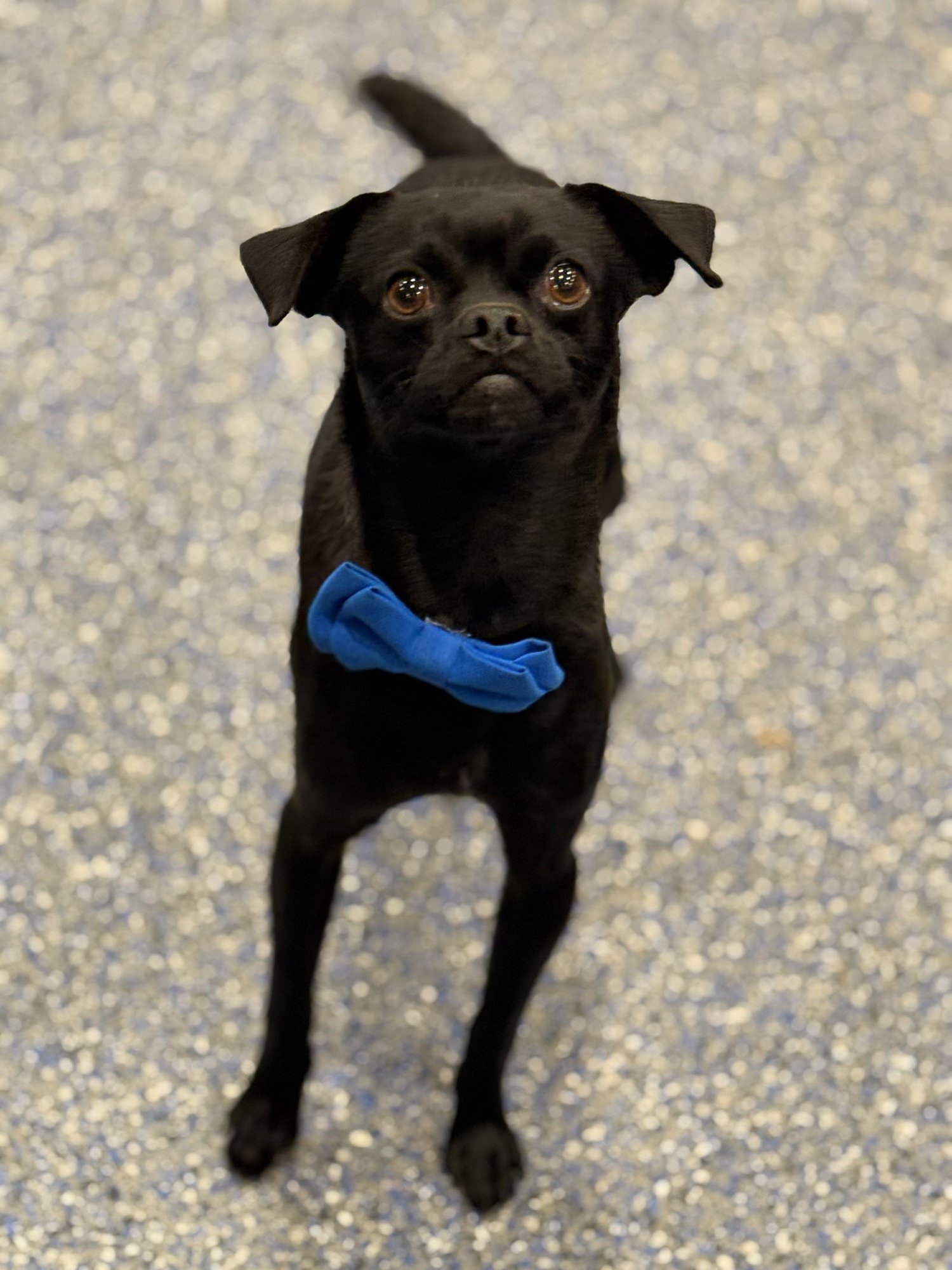 VITO - Pug / Chihuahua available for adoption