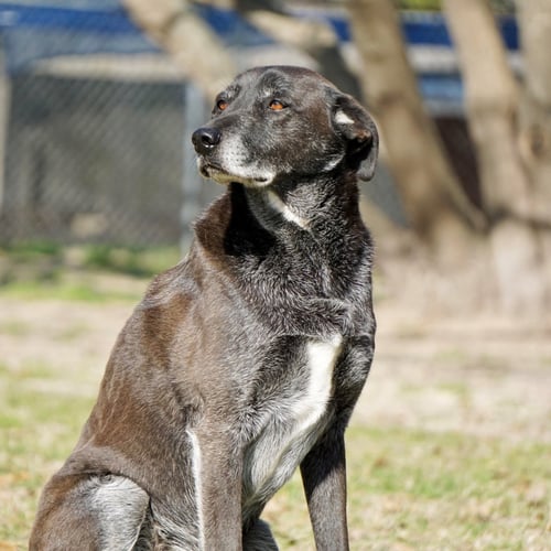 BANJO - Border Collie available for adoption
