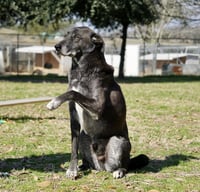 Banjo - Photo 3