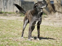 Banjo - Photo 2