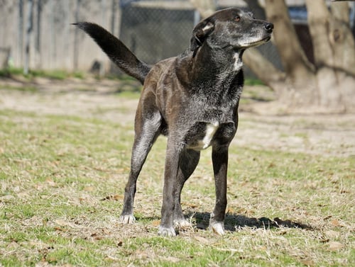 BANJO - Border Collie available for adoption