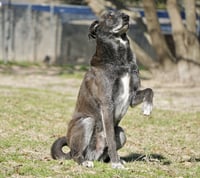 Banjo - Photo 4