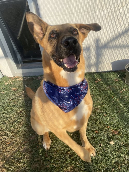 REN - Shepherd available for adoption
