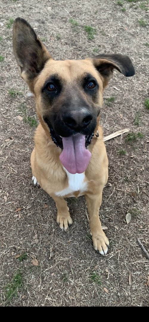 REN - Shepherd available for adoption