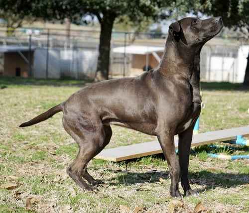 SELENA - Shepherd / Mastiff available for adoption