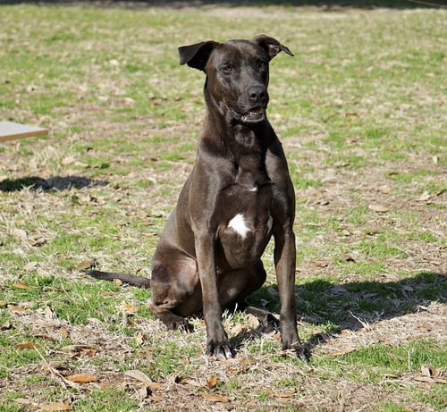 SELENA - Shepherd / Mastiff available for adoption