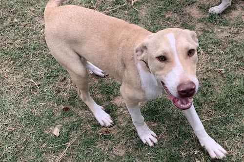 JIFFY - Yellow Labrador Retriever / Hound available for adoption