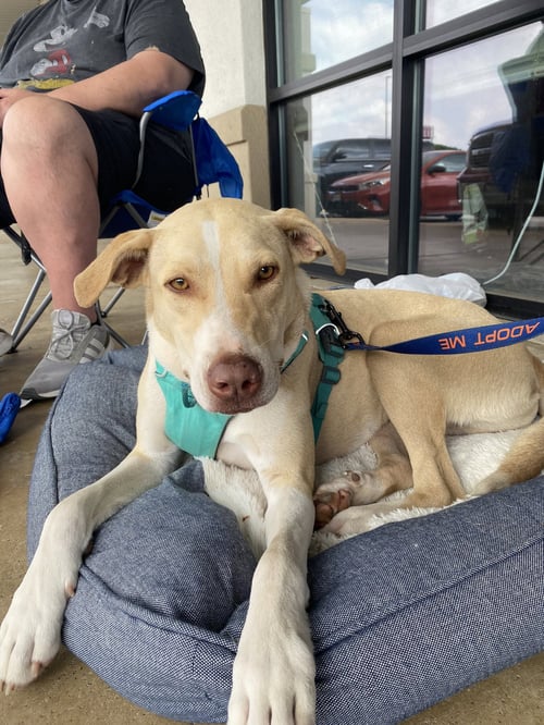 JIFFY - Yellow Labrador Retriever / Hound available for adoption
