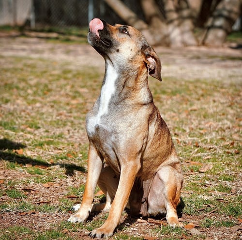 MADEA - Black Mouth Cur available for adoption