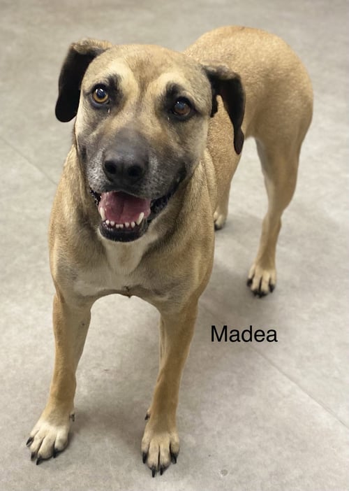 MADEA - Black Mouth Cur available for adoption