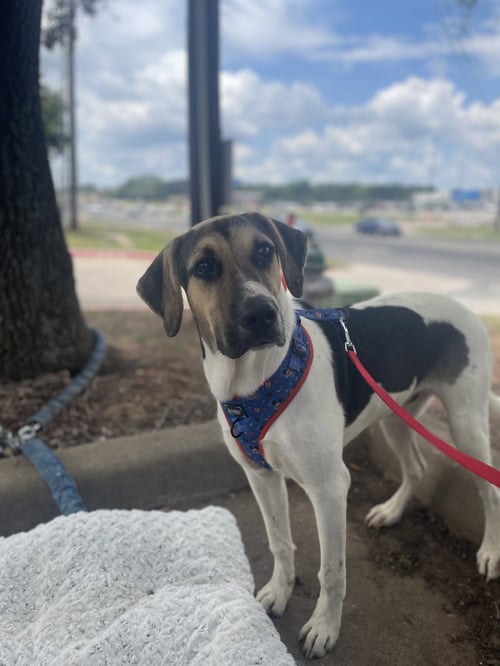 ROCKY - Catahoula Leopard Dog / Mountain Cur available for adoption