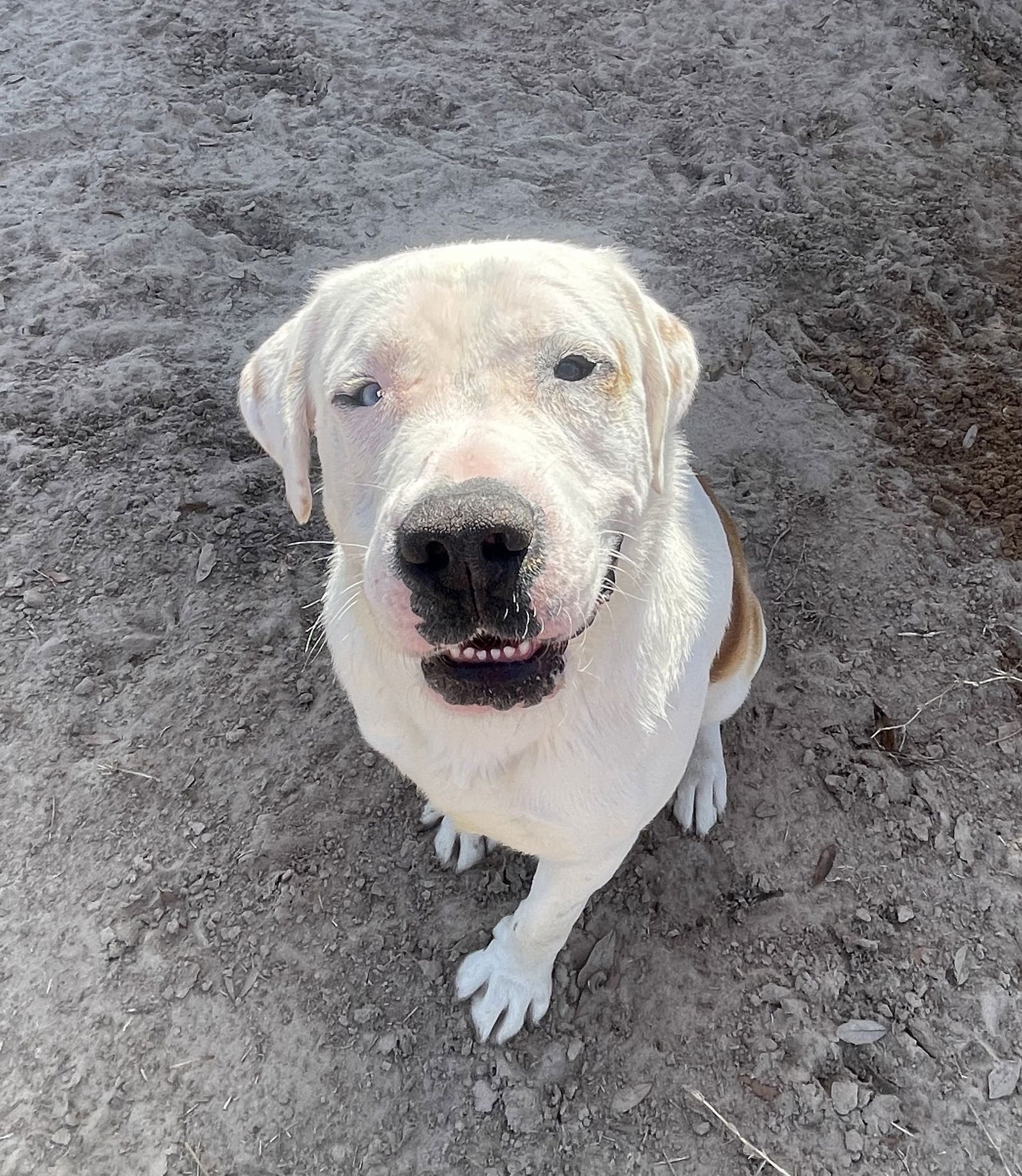 RAMBO - Dogo Argentino / Labrador Retriever available for adoption