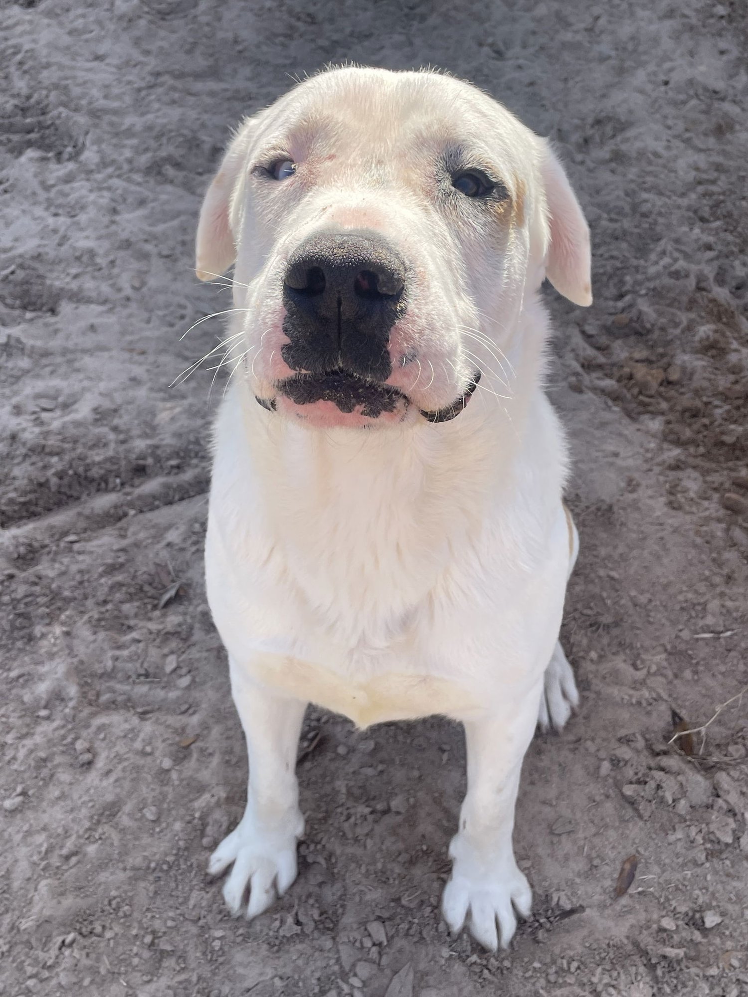 RAMBO - Dogo Argentino / Labrador Retriever available for adoption