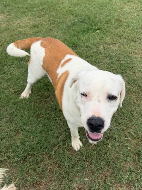 RAMBO - Dogo Argentino / Labrador Retriever available for adoption