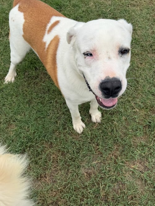 RAMBO - Dogo Argentino / Labrador Retriever available for adoption