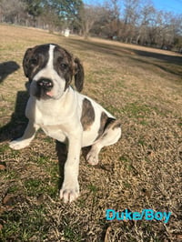 Duke - Photo 1