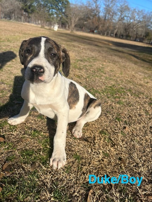 DUKE - Catahoula Leopard Dog / Mountain Cur available for adoption