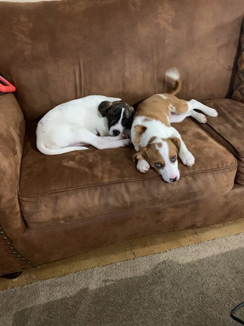 DUKE - Catahoula Leopard Dog / Mountain Cur available for adoption