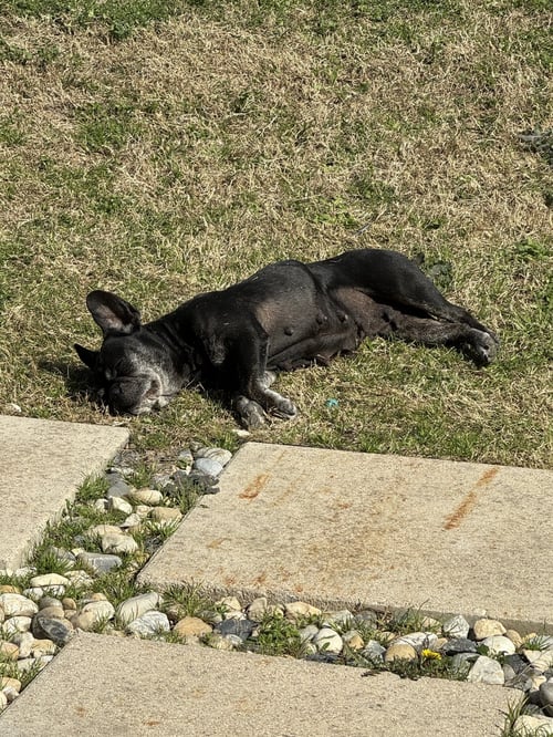 MILLIE - French Bulldog available for adoption