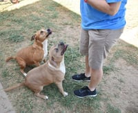 Lucy - Photo 3